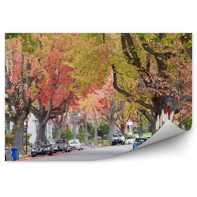 Fototapeta Vysoké farebné jesenné stromy pouličné auto mesto