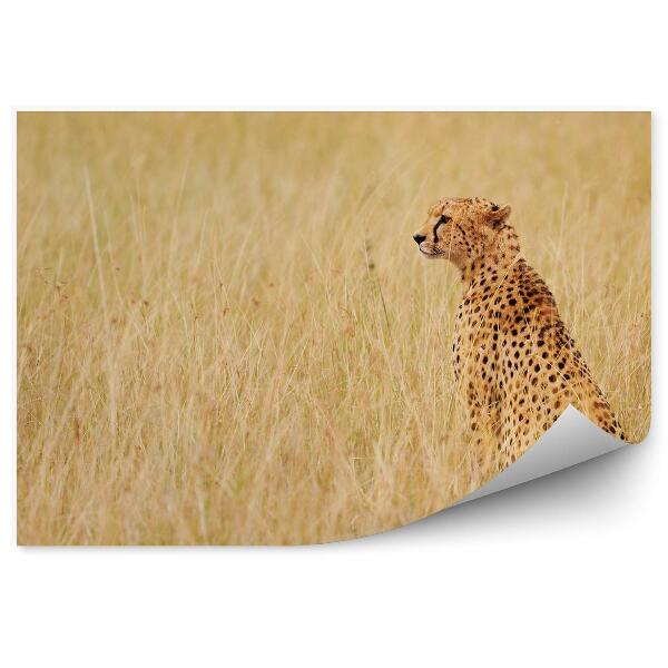Fototapeta na stenu Gepard Suchá Tráva Keňa Príroda