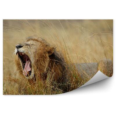 Fototapeta Lev zívajúci medzi trávami