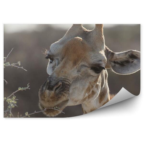 Fototapeta na stenu Žirafa Listy Stromu Safari Park Namíbia