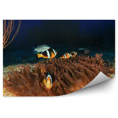 Fototapeta Sasanky a klauni