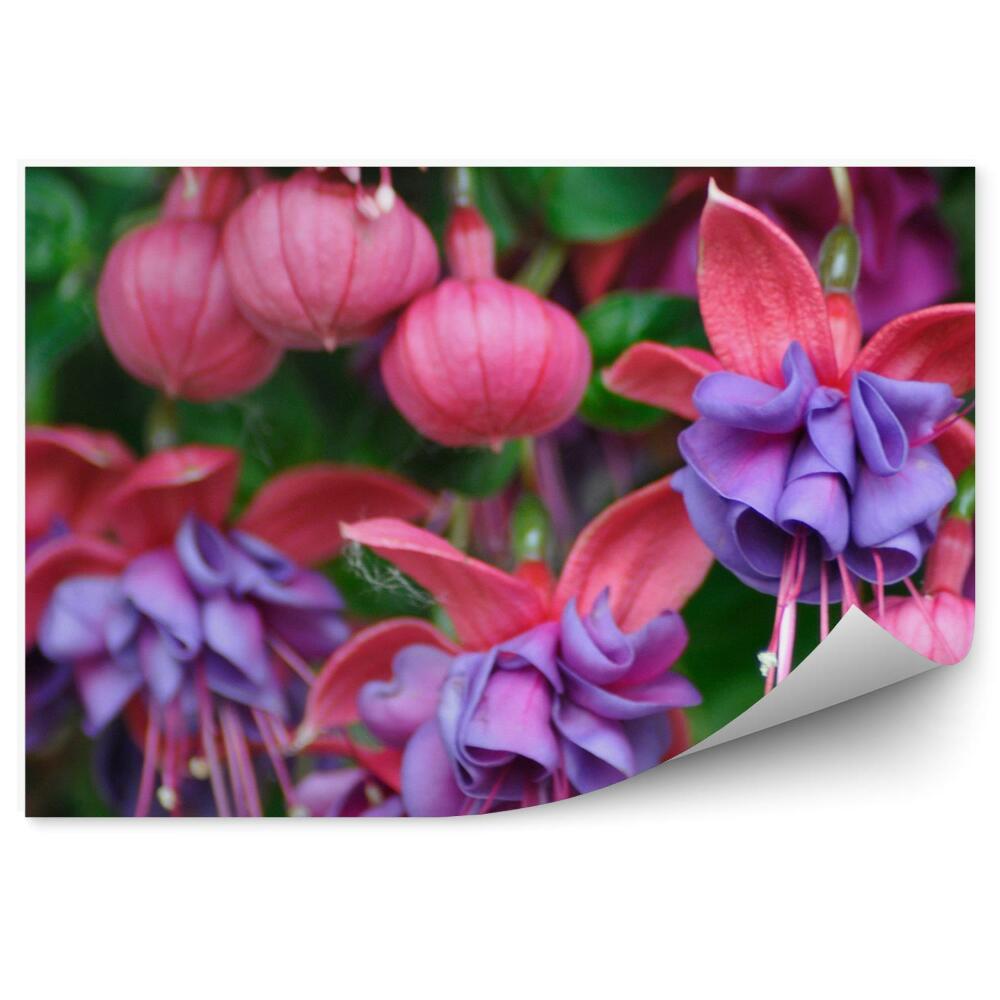 Fototapeta Ružovo Fialové Kvety Fuchsie Zelené Listy