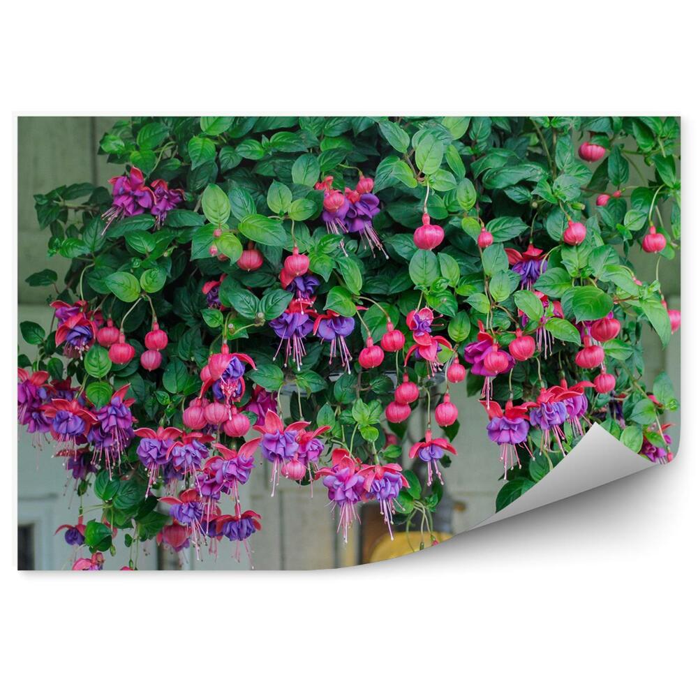 Fototapeta na stenu Ružovo Fialové Kvety Fuchsie Fuchsie Listy Okno Tehlová Stena