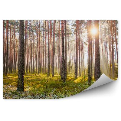 Fototapeta na stenu Borovicový les východ slnka