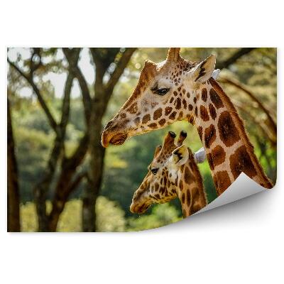 Fototapeta Keňa Zvieratá Žirafy Vegetácia Zeleň