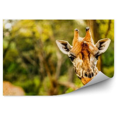 Fototapeta na stenu Nairobi Keňa Žirafy Zvieratá