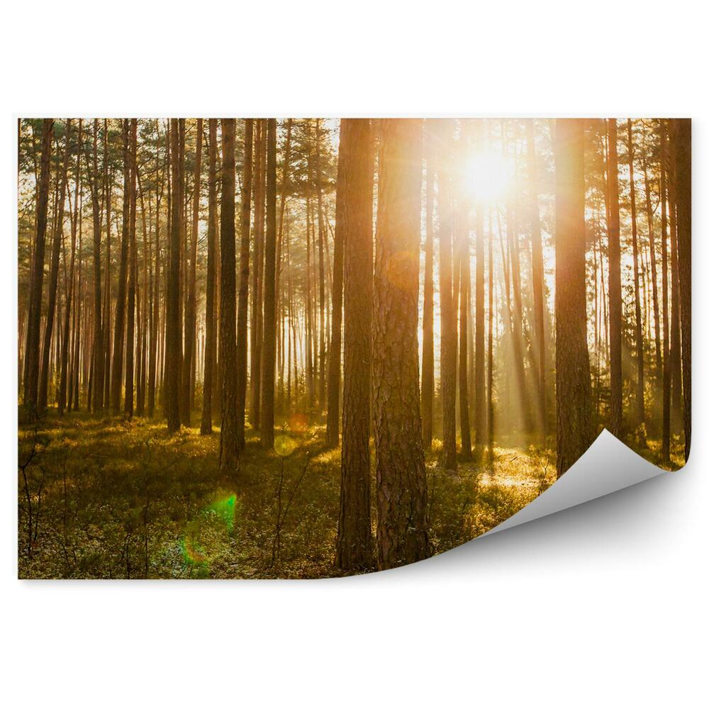 Fototapeta Východ slnka v borovicovom lese