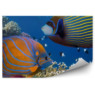 Fototapeta na stenu Farebné ryby podmorský svet útes