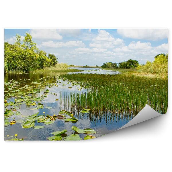 Fototapeta na stenu Mokrade lekná park