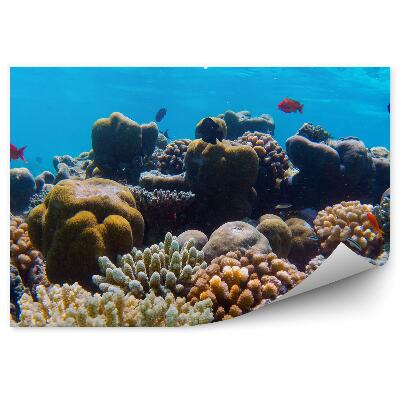 Fototapeta na stenu Podvodný Koralový Útes Farebné Ryby Indický Oceán