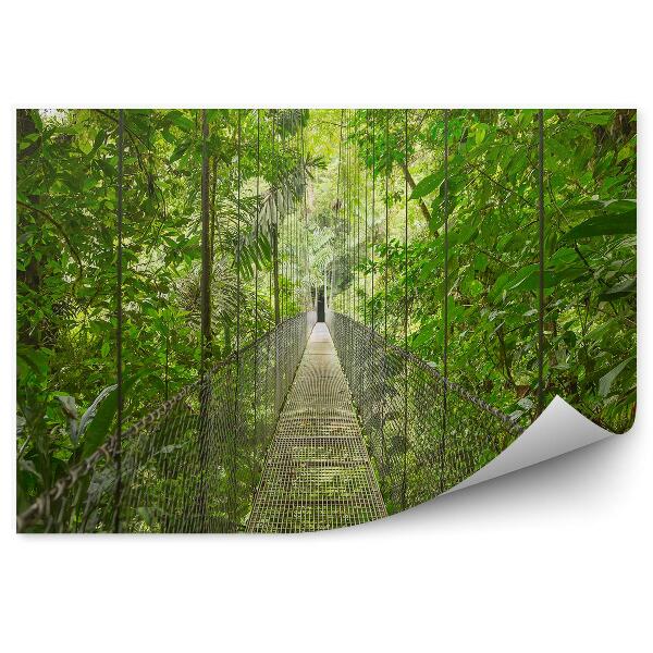 Fototapeta na stenu Cesta k visutému mostu v pralese