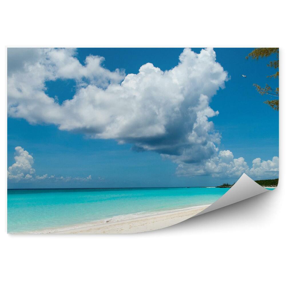 Fototapeta Stromy Rastliny Pláž Oceán Obloha Mraky Pohľad