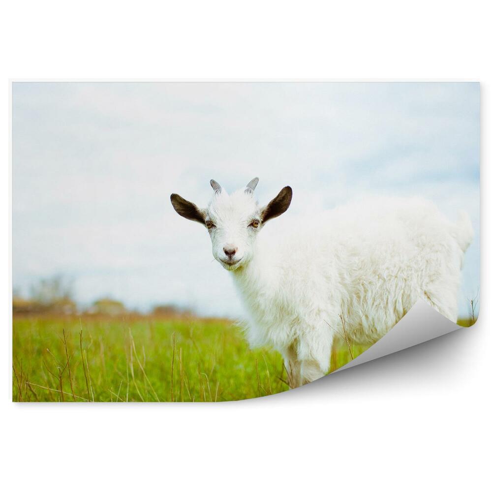 Fototapeta na stenu Mladá koza lúka pasúca sa tráva rastlina