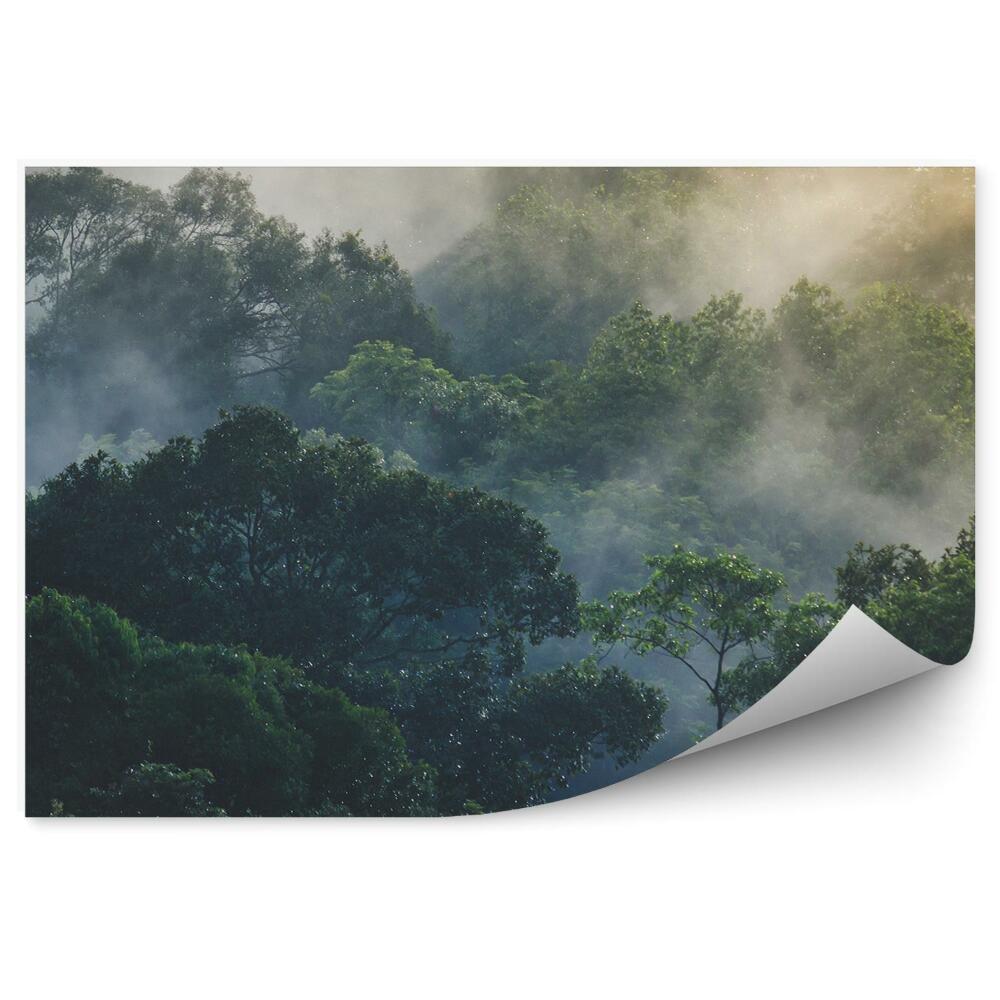 Fototapeta Tropický les asia hmla