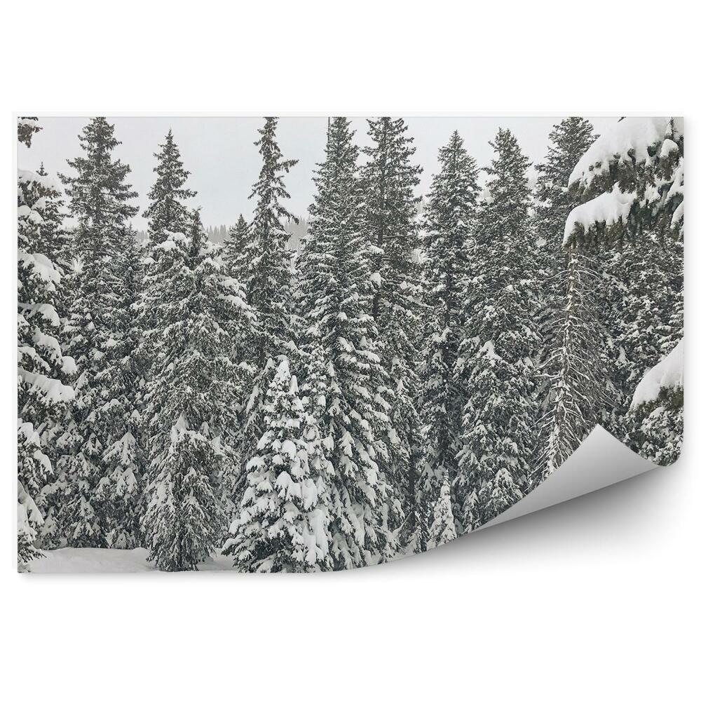 Fototapeta na stenu Zimný les