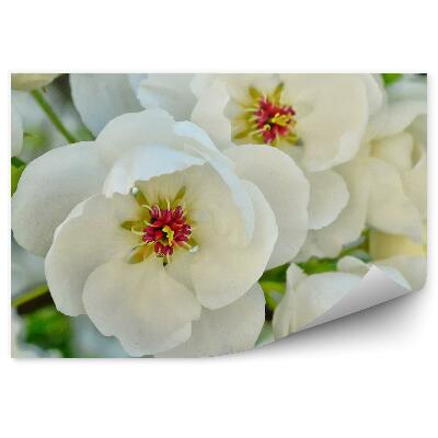 Fototapeta Biele Kvety Jablone Listy Vetvy