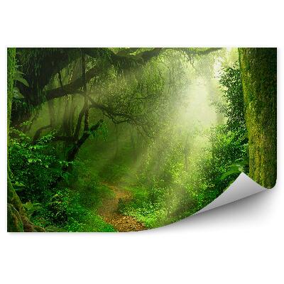 Fototapeta na stenu Džungľa stromy cesta kríky