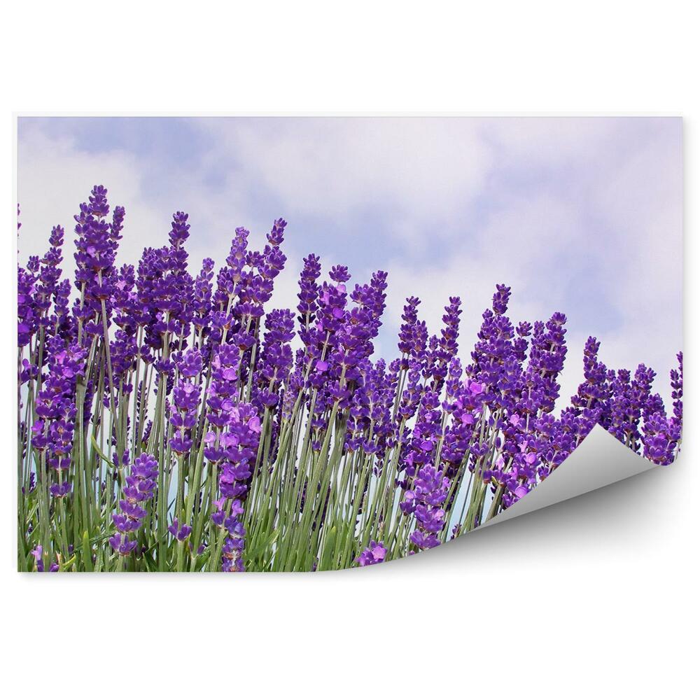 Fototapeta na stenu Levanduľové Kvety Oblaky Oblohy