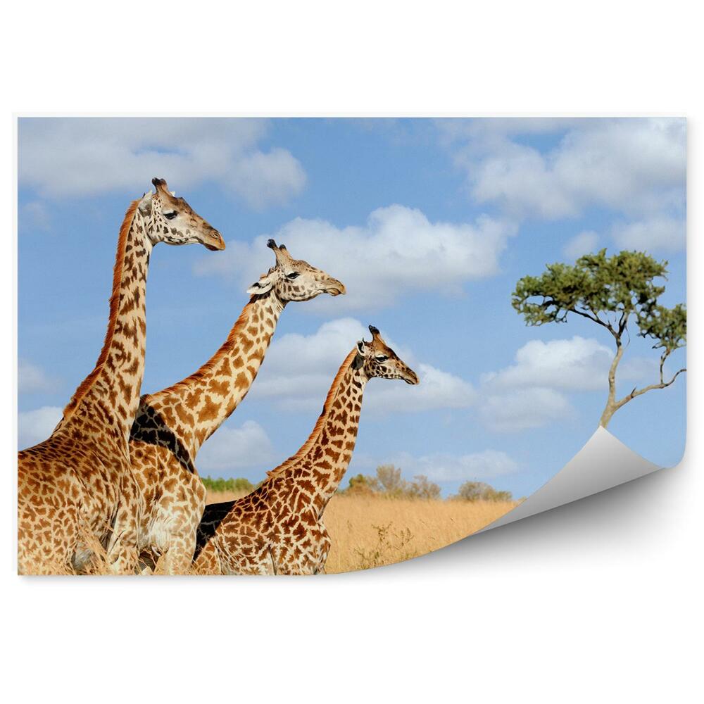 Fototapeta Vegetácia Príroda Keňa Afrika Žirafy