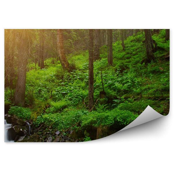 Fototapeta na stenu Stromy v lese paprade trávy potok