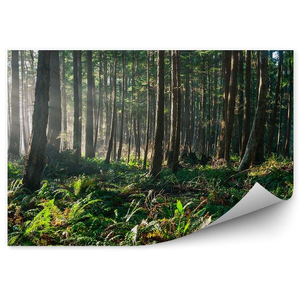 Fototapeta Lesné papradie slnko