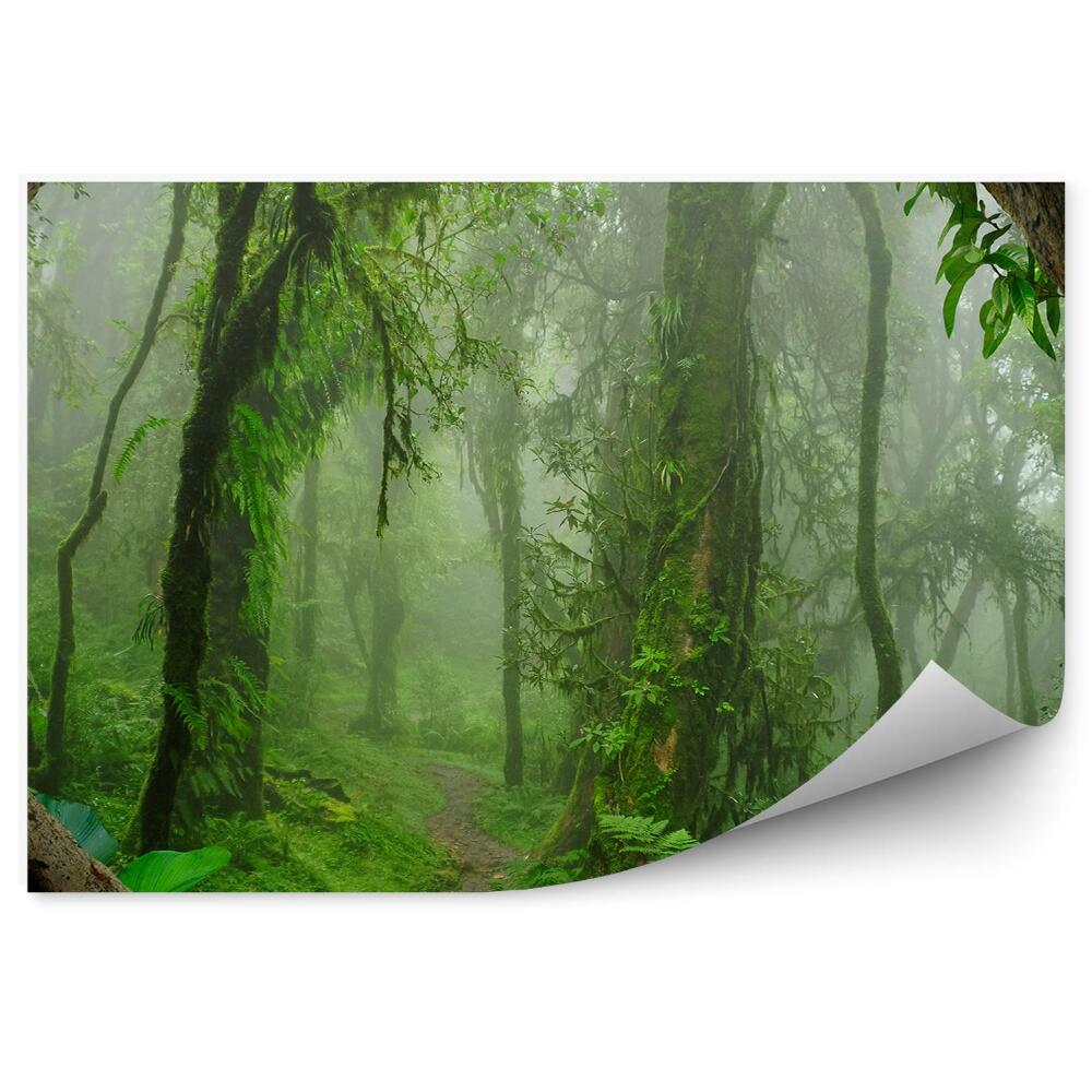 Fototapeta na stenu Nepál hlboká džungľa papradie stromy