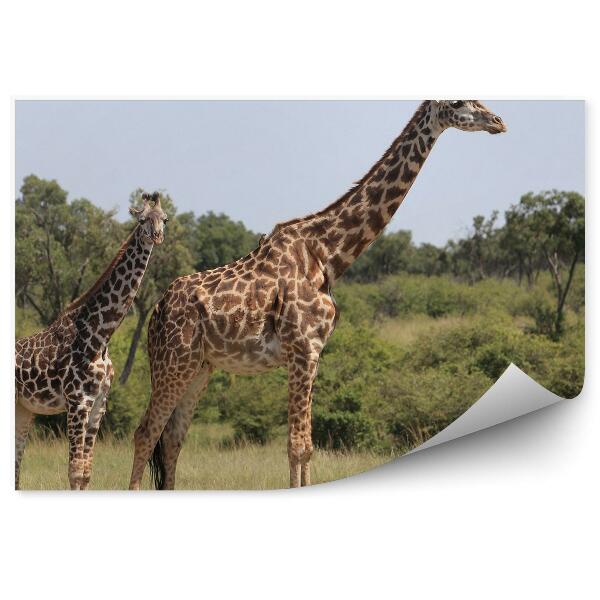 Fototapeta na stenu Žirafa s mláďaťom na savane