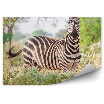 Fototapeta na stenu Zebra savana stromy kríky