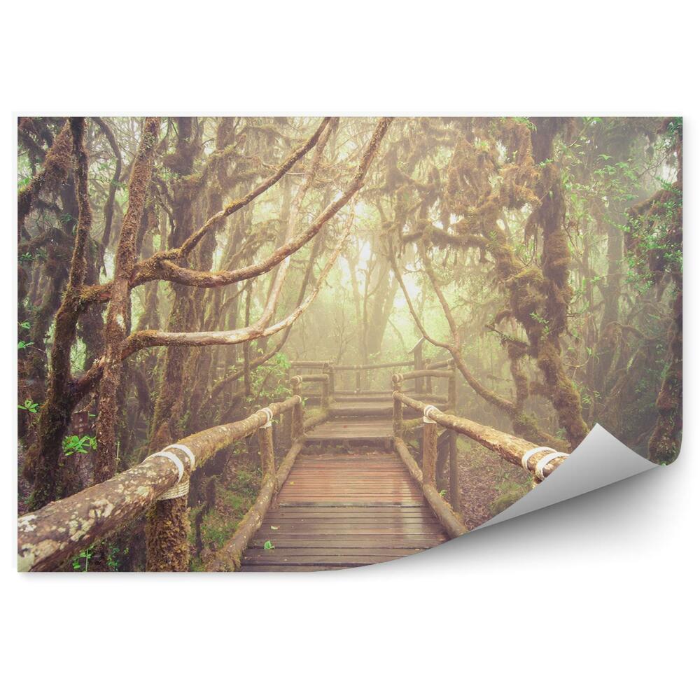 Fototapeta na stenu Lesné stromy drevený most