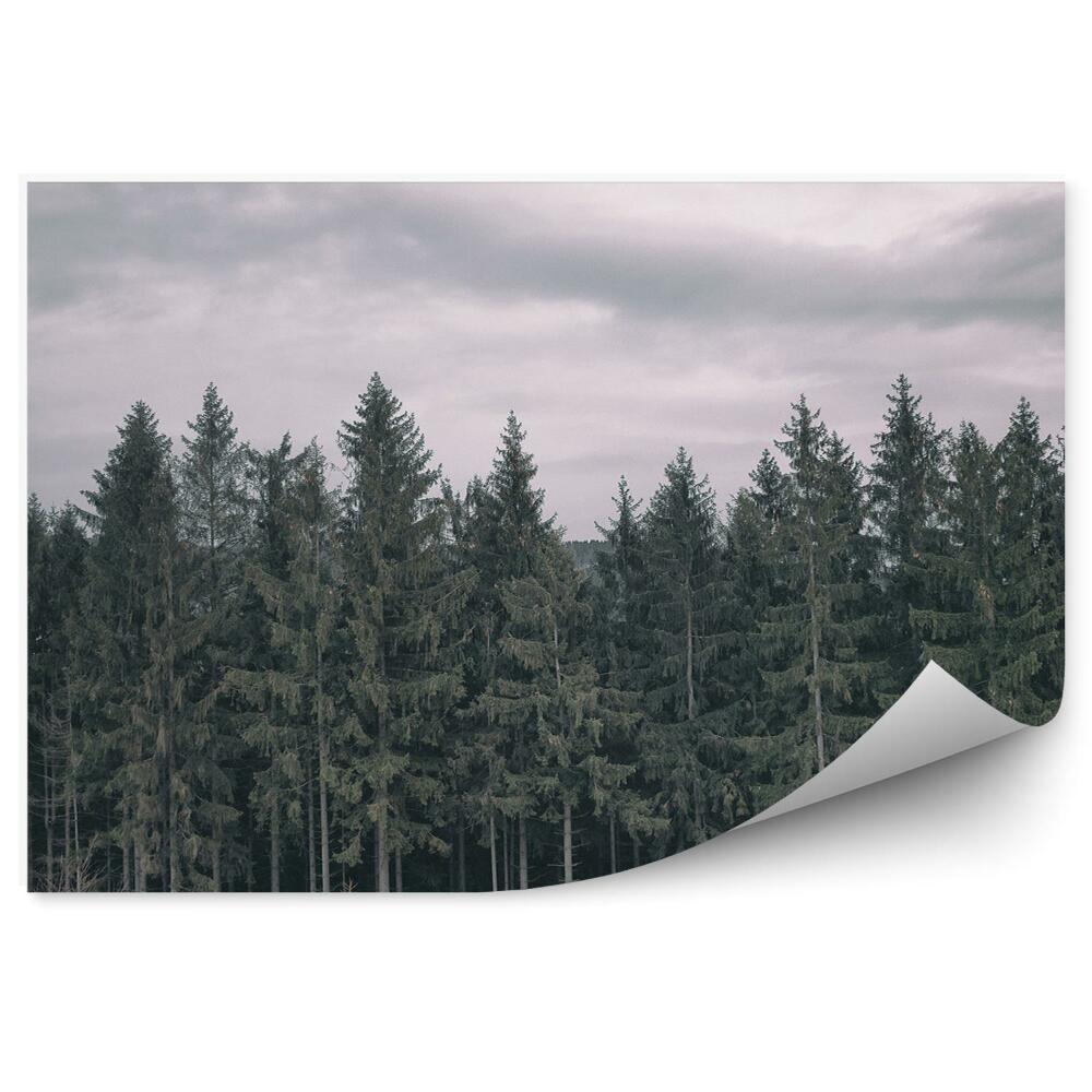 Fototapeta Ihličnatý les mraky