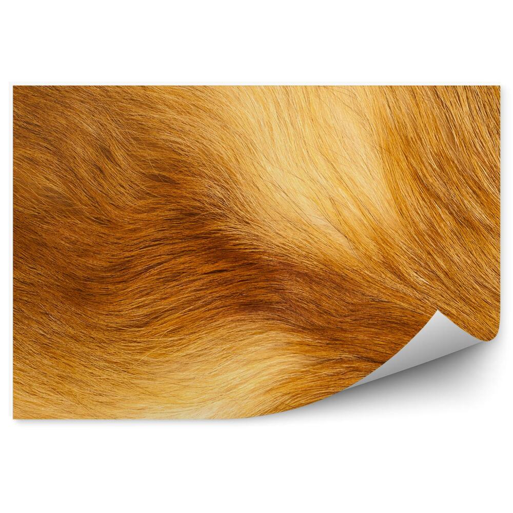 Fototapeta na stenu Oranžová líščia kožušina