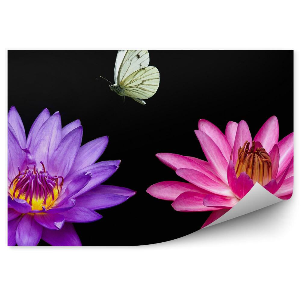 Fototapeta na stenu Ružovofialové Ľalie Čierne Pozadie Biely Motýľ