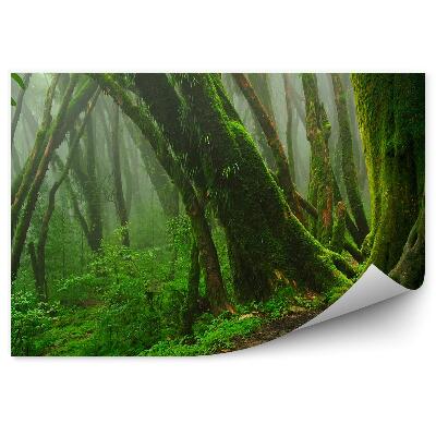 Fototapeta na stenu Hlboká tropická džungľa mach zelené listy