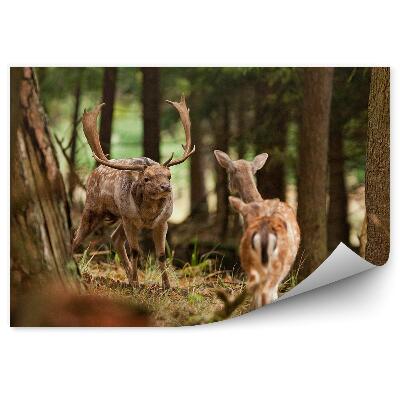 Fototapeta Jeleň medzi stromami