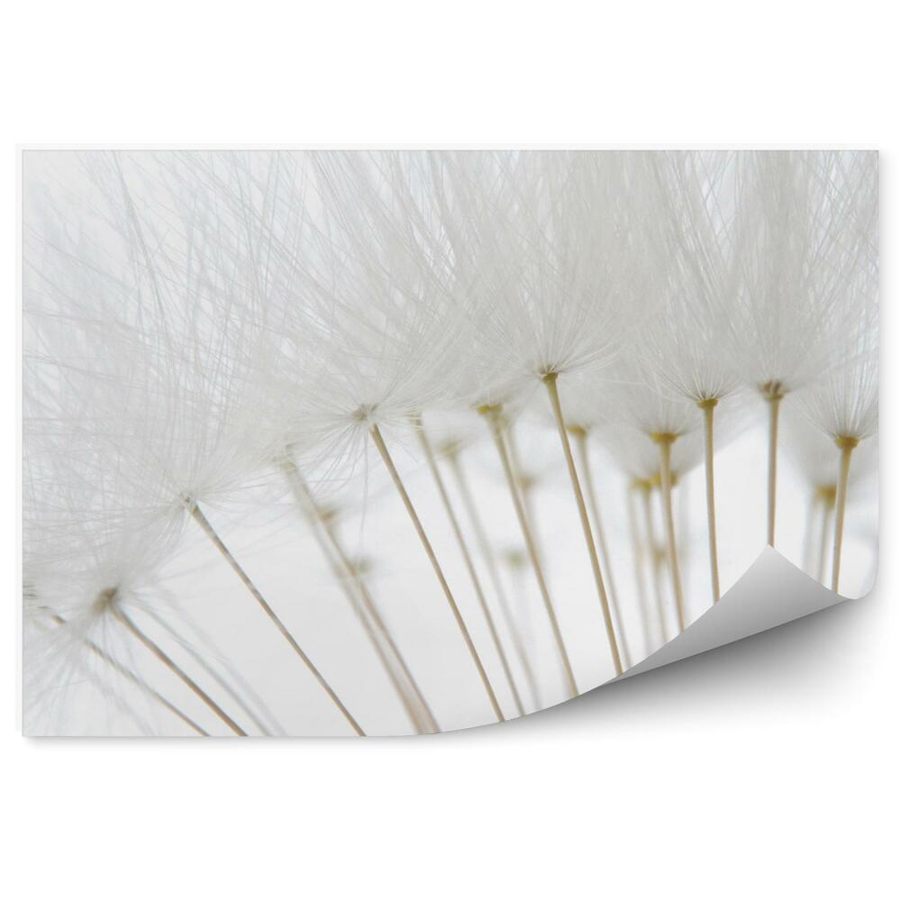 Fototapeta na stenu Kvapky Rosy