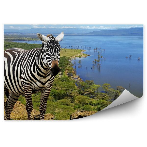Fototapeta na stenu Zviera Keňa Zebra Národný Park