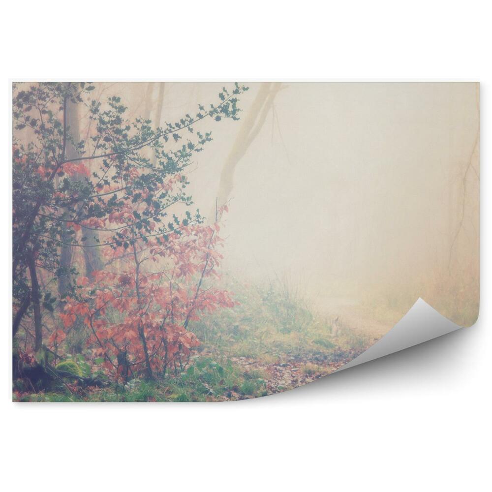 Fototapeta Anglický Les Stromy Listy Tráva Cesta Stromy