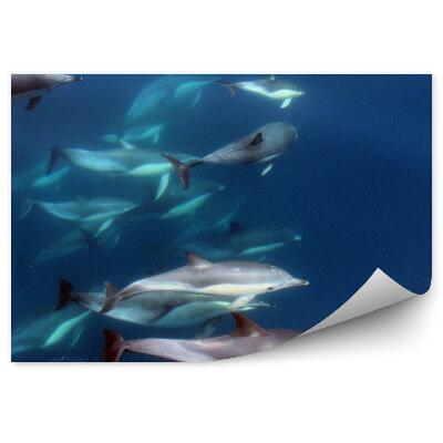 Fototapeta Húf delfínov v oceáne