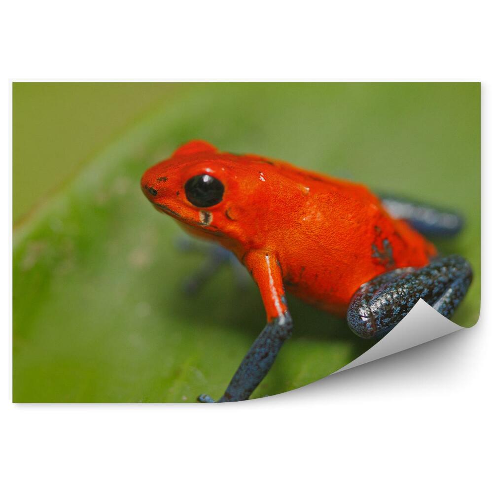 Fototapeta na stenu Žaba na strome na liste