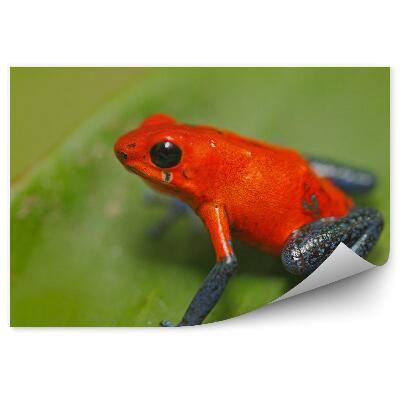 Fototapeta na stenu Žaba na strome na liste