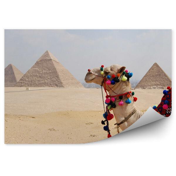 Fototapeta Ťava Pyramídy Egypt Horizont