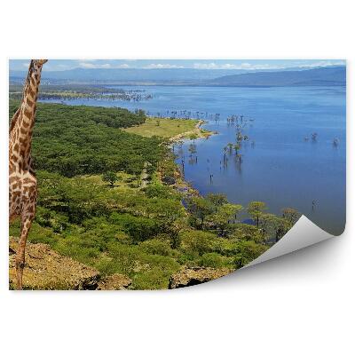 Fototapeta Kenský Národný Park Žirafy Krajina Príroda