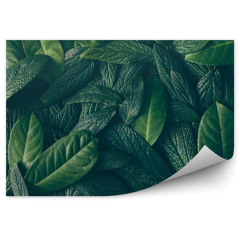 Fototapeta Aranžmán zo zelených listov