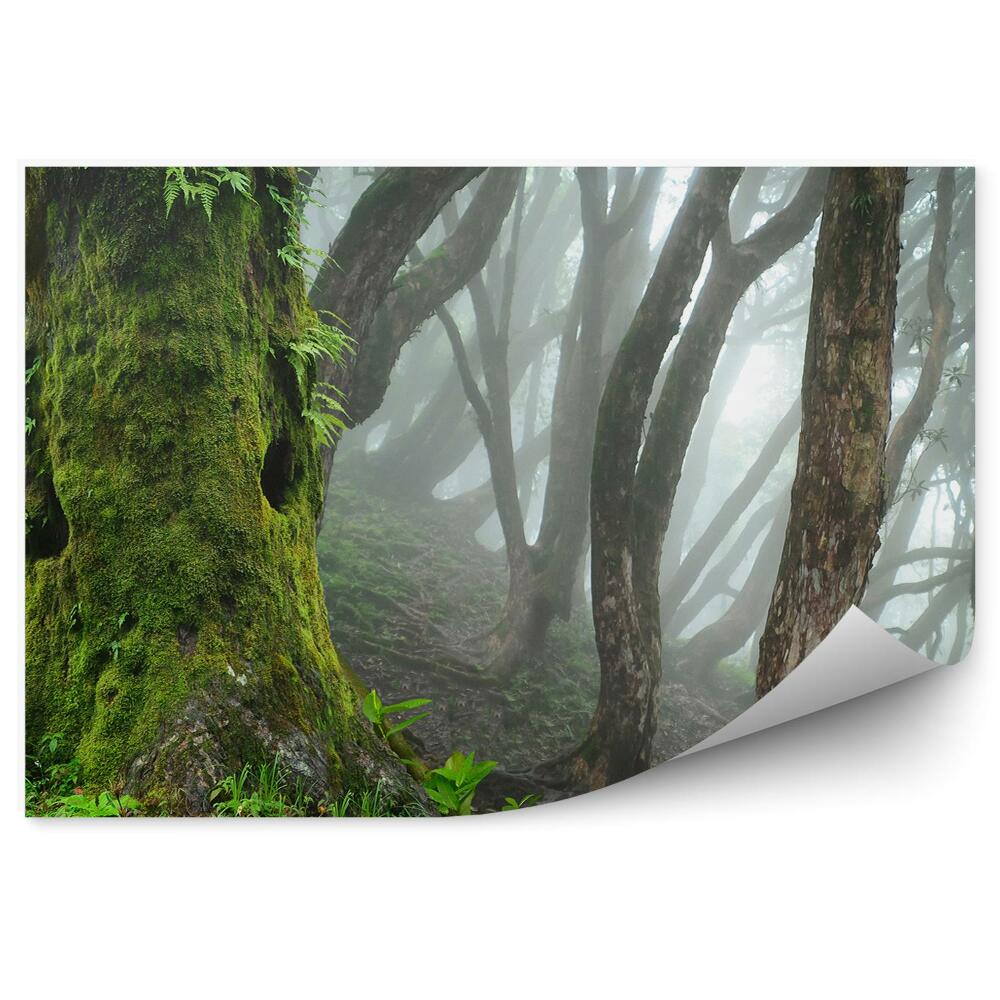 Fototapeta na stenu Nepálska džungľa hmla