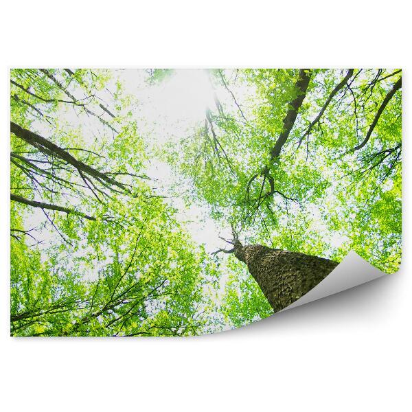 Fototapeta na stenu Stromy perspektíva žiara svetlo príroda