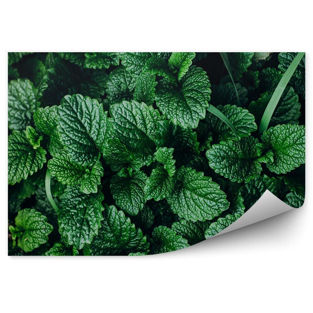 Fototapeta na stenu Mäta zelená vegetácia byliny