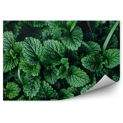 Fototapeta na stenu Mäta zelená vegetácia byliny