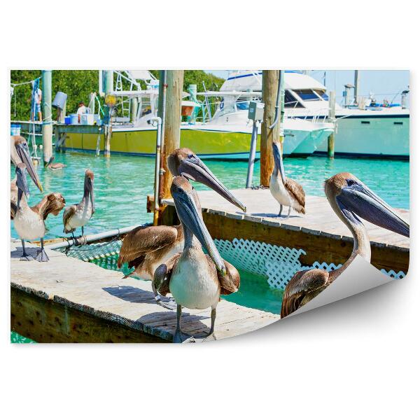 Fototapeta na stenu Pelikány Florida Vtáky Lode Prístav