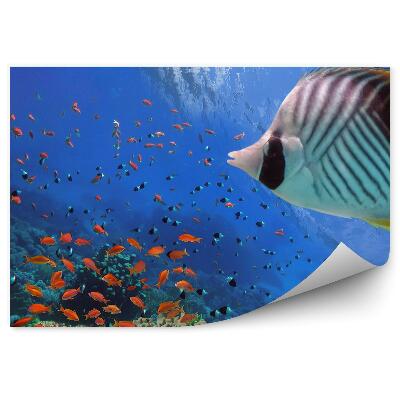 Fototapeta na stenu Tropické ryby a korytnačka