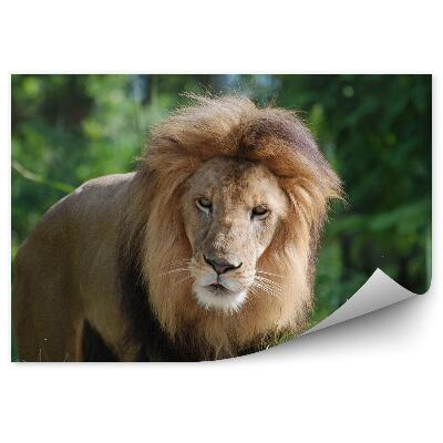 Fototapeta na stenu Samec leva v džungli